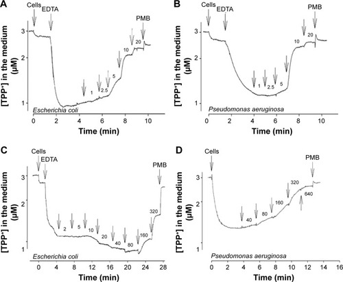 Figure 4 Effects of AgNO3 (A, B) or AgNP (C, D) on TPP+ accumulation by E. coli (A, C) and P. aeruginosa (B, D) cells.Notes: Experiments were performed at 37°C in 50 mM MOPS-Tris (for E. coli) or 100 mM NaPi (for P. aeruginosa) buffers, pH 8.0. The cells were added to OD 2. Unlabeled arrows indicate additions of AgNO3 or AgNP, numbers next to the arrows indicate Ag concentrations (µM) after the last addition. EDTA was added to the final concentration of 0.1 mM, and PMB to 100 µg/mL. In (D) 0.1 mM EDTA was added to the medium before the cells.Abbreviations: AgNP, silver nanoparticles; TPP+, tetraphenylphosphonium; MOPS-Tris, 3-(N-morpholino)propanesulfonic acid-(hydroxymethyl)aminomethane; PMB, polymyxin B.