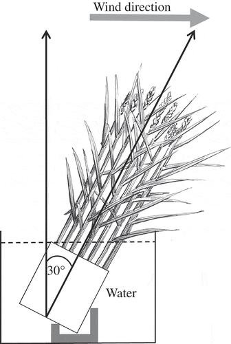 Figure 1. Inclination treatment of pot-grown rice plants.