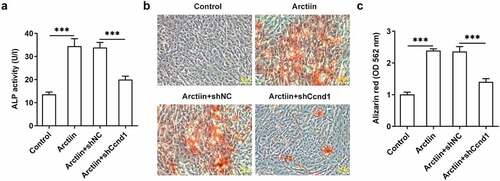 Figure 5. Ccnd1 silencing blocked the impacts of Arctiin on osteogenic differentiation in MC3T3-E1 cells. (a) ALP activity was evaluated using an ALP assay kit. (b-c) ARS measured the level of calcification. ***P < 0.001.