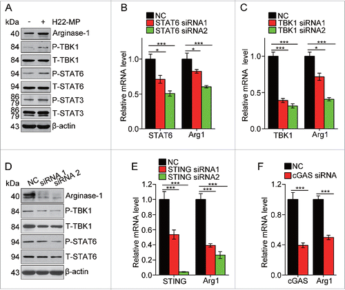 Figure 5. T-MPs polarize M2 macrophages through the cGAS/STING pathway. (A) The expression of arginase1 and phosphorylation of TBK1, STAT6 and STAT3 in M0 macrophages treated with H22-MPs were detected by Western blot. (B) The expression of STAT6 and arginase1 in M0 macrophages transfected with STAT6 siRNAs was detected by real-time PCR. (C, D) The expression of TBK1, arginase1 or STAT6 in M0 macrophages transfected with TBK1 siRNAs was analyzed by real-time PCR (C) and Western blot (D). (E) The expression of STING and arginase1 in M0 macrophages transfected with STING siRNAs was analyzed by real-time PCR. (F) The expression of cGAS and arginase1 in M0 macrophages transfected with cGAS siRNA was analyzed by real-time PCR. Data shown are representative of three independent experiments expressed as means ± s.e.m. *p < 0.05, ***p < 0.001.
