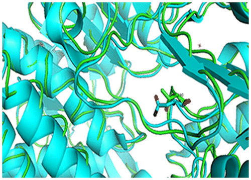 Fig. 6. Superimposition of the secondary structural elements of ALDA (shown in blue) and BADH (shown in green), with residue Asn286 in ALDA, Thr290 in BADH.