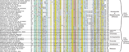 Figure 4. A multiple alignment of the Vps51 domain sequences of putative Vps51 orthologs. The Vps51 domain of representative sequences identified by PSI-BLAST and BLASTP searches with the yeast Vps51p (NP_012945) and the zebrafish Ffr (NP_001036200), respectively, as a query (see text for details), were aligned using the hmmalign program of the HMMER 2.3.2 package and the Pfam Vps51 (PF08700) profile alignment as a template. Sequence IDs correspond to the NCBI protein database, with the exception of the sequences from Batrachochytrium, Mucor, and Emiliania taken from the respective databases at JGI (http://genome.jgi-psf.org/Batde5/Batde5.home.html, http://genome.jgi-psf.org/Mucci2/Mucci2.home.html, http://genome.jgi-psf.org/Emihu1/Emihu1.home.html).