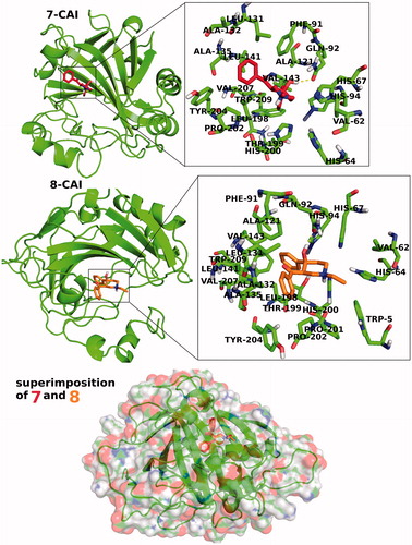 Figure 4. 3D docking poses of compounds 7 and 8 into the hCA I receptor. Key amino acid residues were determined in the 3D positions in active sites. Superimposition of docked compounds 7 and 8 into the hCA I (lower panel).