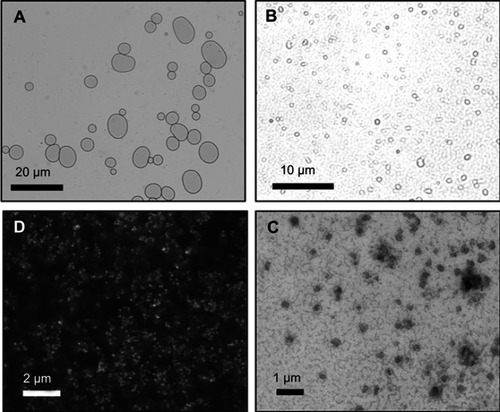 Figure 2 Microscopy images of microliposomes and nanoliposomes. (A and B) Light micrographs of microliposomes show particles in a bimodal size distribution. (C) Scanning electron micrograph and (D) transmission electron micrograph of nanoliposomes in a monodisperse size population.