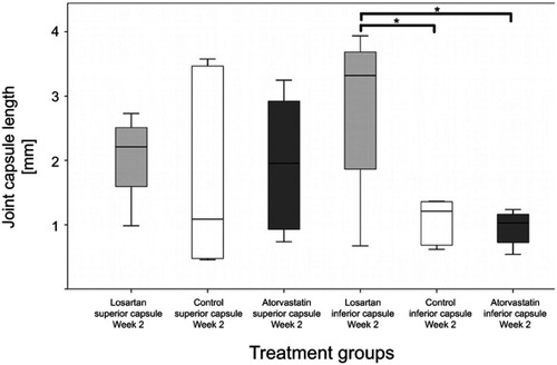 Figure 6 Depiction of the length of the superior and inferior parts of the posterior knee joint capsule after 2 weeks (*p<0.05).