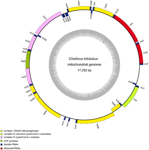 Figure 2. Mitochondrial genome map of Cheilinus trilobatus. The circular map of C. trilobatus was drawn using the OGDRAW program. The map consists of two circles and information about each circle is as follows: the inner circle indicates the GC content, and the external circle indicates the genes having different colors based on their functions.