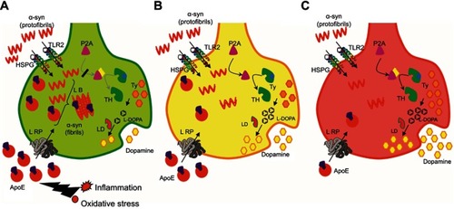 Figure 5 Diagrammatic representation of neuronal synapse depicting experimental result-based hypotheses that explain molecular events in Parkinson’s disease, neurological controls, and schizophrenia.