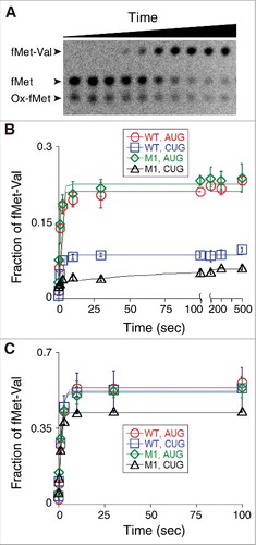 Figure 6. Functional assessment of various 70S ICs with respect to decoding of codon 2. (A) Example of an experiment measuring dipeptide formation. A 70S IC containing f[35S]Met-tRNAfMet2 paired to AUG in the P site and codon GUA in the A site was rapidly mixed with EF-Tu•GTP•Val-tRNA at time t = 0, and samples quenched at various time points were analyzed by electrophoretic TLC. Ox-fMet, oxidized fMet. (B) 70S complexes containing P-site fMet-tRNAfMet2 (WT) or fMet-tRNAfMet2M1 (M1) paired to AUG or CUG mRNA (as indicated) were formed non-enzymatically. Each was rapidly mixed with EF-Tu•GTP•Val-tRNA, and the rate of fMet-Val formation was quantified as a function of time. Data points represent mean ± range values (n = 2), which were used to fit to a signal exponential equation, generating the curves shown. (C) Experimental setup as in panel B except that the 70S ICs were formed enzymatically, in the presence of initiation factors and GTP.