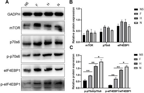 Figure 3 Expression of mTOR signaling pathway in PWS lesions in western blotting.