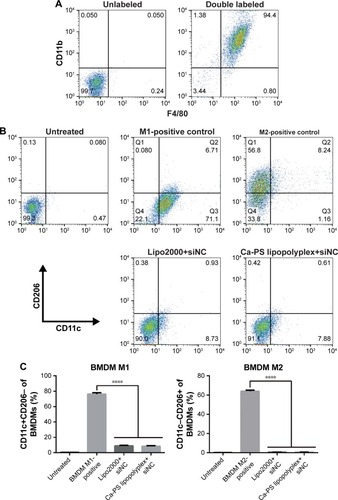 Figure 9 Polarization of BMDMs upon transfection by Ca-PS lipopolyplex.Notes: (A) Purity of extracted BMDMs monitored by flow cytometry using F4/80 and CD11b as surface markers. (B) Investigation on polarization of differentially treated BMDMs. CD206 and CD11c were used as surface markers to identify M1 and M2-positive populations, respectively, of BMDMs upon transfection treatments. M1-polarized BMDMs were identified as CD11c+CD206− populations while M2-polarized BMDMs were identified as CD11c−CD206+ populations. M1 and M2-positive controls were induced by LPS and IL-4, respectively, as positive controls. (C) Bar graphs showing percentage of M1 or M2-polarized population of BMDMs upon various transfection treatments. ****P<0.0001.