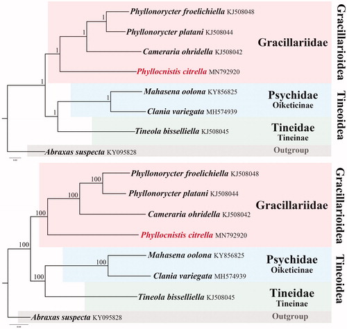 Figure 1. Phylogenetic relationships of eight sequenced lepidopteran species. Numbers at the nodes of the upper BI tree are posterior probabilities; numbers at the nodes of the second ML tree are bootstrap values. The GenBank accession numbers are indicated after the scientific names.