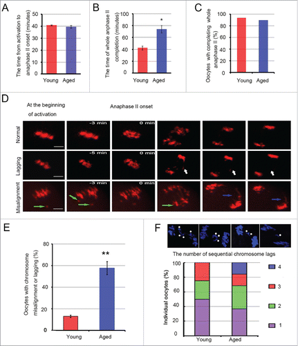 Figure 5. Chromosome lagging and trailing, and the delay of anaphase II completion in aged oocytes. The whole anaphase II of 33 young and 31 aged oocytes from 9 independent experiments was observed by time-lapse imaging every 3 or 5 min. The chromosomes were labeled using Hoechst 3342 dye (blue changes into red in the figure). In A and B, the data represent the means ± SEM, *P = 0.05. In C, the data were analyzed using a chi-square test. (D) Sister chromatids localize at the metaphase plate and segregate into 2 separate chromosome structures in the second meiosis division, Normal. Single chromatids or sister pairs remain at the metaphase plate, or do not reach a spindle pole during anaphase II, Lagging (white arrow). Misaligned chromatid before anaphase onset (green arrow) and chromosomes have a severe trailing phenomenon (blue arrow), Misalignment. Scale bar, 10 μm. (E) The percentage of oocytes with chromosome misalignment or lagging was calculated in the young and aged groups. The data represent the means ± SEM, ** P < 0.01. (F) The number of lagging chromosomes was determined in 4 young and 19 aged, fixed oocytes during anaphase II; * represents one chromosome. The experiments were replicated more than 4 times.