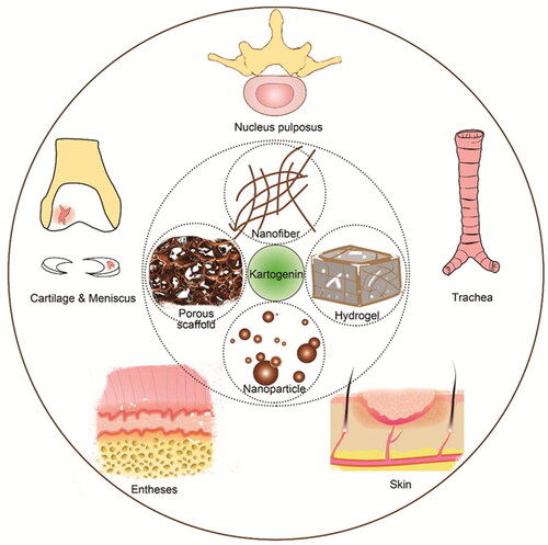 Figure 1. Schematic diagram of kartogenin-Combinative biomaterials, including nanoparticles, nanofibers, porous scaffold, hydrogels etc. and their potential applications in regenerative medicine such as cartilage, meniscus, skin, entheses.