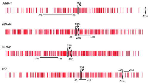 Figure 1. CpG island schematic of the genes studied. Vertical red lines represent individual CpG loci in the island. The TSS is indicated by a vertical rectangle and the ATG by a hatched box. The horizontal black line indicates the area sequenced and the nucleotide position given is relative to the location of the TSS from Ensembl.