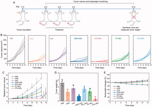 Figure 7. In vivo antitumor investigation. (A) Treatment schedule for PTV-NPs against MCF-7 tumor-bearing mice. (B–D) Tumor growth curves of each mouse (B), relative tumor growth curves (C), and tumor weight on day 14 (D) in the different groups after treatment with PBS, POD, VK3, POD + VK3, PTV-NPs, PT-NPs, or PCV-NPs. (E) Mice body weight changes during the therapy. Data are displayed as mean ± SD (n = 6).