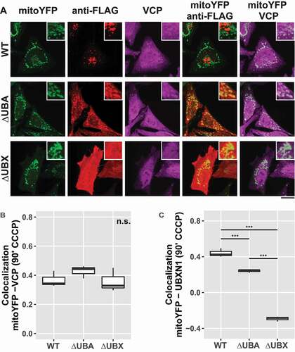 Figure 8. Mitochondrial recruitment of VCP depends on the UBA and UBX domain of UBXN1. (A) HeLa cells transfected with expression plasmids for mitoYFP-T2A-MYC-PRKN, FLAG-UBXN1 (not shown), FLAG-UBXN1ΔUBX or FLAG-UBXN1ΔUBA and treated with 25 µM CCCP for 90 min were fixed and stained using mouse anti-VCP and rabbit anti-FLAG antibodies. Shown are representative experiments of three independent experiments. Scale bar: 20 µm. (B) Colocalization of mitoYFP and VCP or (C) mitoYFP and FLAG-UBXN1, FLAG-UBXN1ΔUBX or FLAG-UBXN1ΔUBA was quantified by Pearson’s correlation in confocal images of A. The boxplots represent three independent experiments with at least 30 cells per condition and experiment. Statistical significance was assessed by one-way ANOVA followed by Student’s t-test with “fdr” adjustment for multiple testing. n.s. – p > 0.05; *** – p < 0.001.