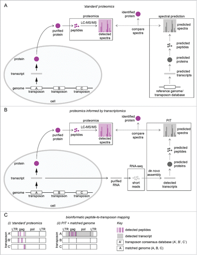 Figure 1. PIT is a superior proteomic method for detecting proteins derived from mobile genetic elements. (A) ‘Standard’ workflow for global proteomic analysis. Purified proteins are separated by gel electrophoresis, tryptically digested into <20-residue peptides, and analyzed by LC-MS/MS. Detected peptides are identified from their respective spectra using predicted proteins, peptides, and spectra ultimately derived from genome annotation and/or transposons reference databases. (B) PIT workflow. Experimental samples are split into protein (processed as described in A) and RNA; the latter is subjected to RNA sequencing. Short RNA-Seq reads are bioinformatically assembled into transcripts de novo (without referring to a reference genome),Citation49 and proteins, peptides, and spectra are predicted from these transcripts to produce a bespoke reference database for identifying peptides. In A & B, solid arrows indicate ‘wet’ experiments; dashed arrows indicate ‘dry’ (bioinformatic) analyses. (C) Bioinformatic identification of transposable elements expressing protein, in this case ‘transposon A’ (LTR retrotransposon used for illustration purposes). (i) Short peptides detected by LC-MS/MS often match multiple transposons sharing short stretches of perfect amino acid conservation, and individual elements deviate from the database consensus, complicating the assignment of peptides to their correct transposon. (ii) In PIT, detected peptides perfectly match their experimentally verified transcripts, allowing protein-producing mobile genetic elements to be accurately identified. When combined with a perfectly matched genome sequence, the precise genomic location of protein-producing transposons can also be determined (see Fig. 2).