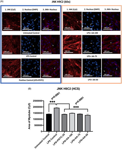 Figure 7. A) Differentiated H9C2 myotubes stained with primary anti-JNK and secondary antibody labeled with Cy5 fluorescent dye along with DAPI counterstaining. B) Area of myotube (Mean ± SEM) results of JNK in H9C2 myotube. Figure 7 A.1 column shows the JNK stained with Cy5, A.2 shows the counterstained picture of DAPI staining, and A.3 is the merged images of both Cy5 and DAPI staining. The images of Figure 7A were captured in 60× magnification by in cell Analyzer 2200. Whereas Figure 7B shows the area of segmented myotubes. The dose groups were compared with control and LPS control groups by one-way ANOVA followed by the Dunnett t-test. Significance level were marked as *p < 0.05, **p < 0.01, ***p < 0.001 for the area of myotube of untreated control, LPS (1 µg/mL) control + PDTC (25 µM), LPS (1 µg/mL) + AA (50, 75 and 100 µM) vs. LPS treated (1 µg/mL).
