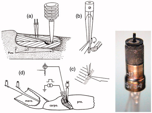Figure 1. Preparation of single muscle fibers for recording tension. (a) The force transducer is an RCA 5734 vacuum tube to which fine forceps tips (b) have been attached to grip a muscle fiber after (c) one end had been cut from the shell. Microelectrodes inserted in the fiber (a, d) passed stimulating current and recorded changes in membrane potential via a cathode follower vacuum tube circuit. Motor axons were also stimulated (d) (from: Atwood et al., Citation1965). Inset: The RCA 5734 vacuum tube mechanical transducer was 8 mm in diameter and 24 mm long (picture from https://www.radiomuseum.org/tubes/tube_5734.html).