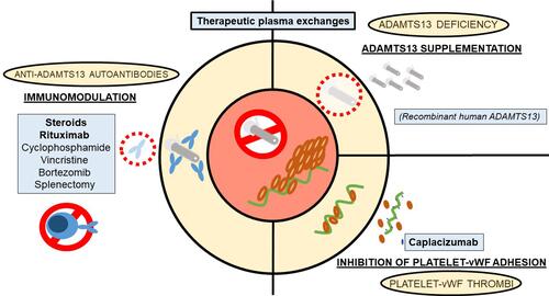 Figure 2 Pathophysiology, potential therapeutic targets and available therapy for the management of TTP.