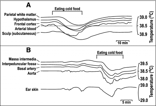 Figure 2. Comparison of brain and arterial blood temperature dynamics during body cooling induced by the consumption of cold food. A. A monkey fills cheek pouches with bananas chilled to 10°C and eats them (arrows). Note that the rapid cooling of arterial blood was followed by cooling of the frontal cortex and hypothalamus with a short delay. In contrast, the parietal subcortical white matter and subcutaneous tissue of the scalp demonstrated significant thermal inertia, as evident from the long delays in the response onset and nadir at each of these locations. B. A rabbit eats cold, chopped apples (arrows). The temperature dynamics in the aorta, basilar artery, and interpeduncular fossa were nearly identical (for clarity, the authors lowered the traces from the aorta and basilar artery), whereas those in the massa intermedia and ear skin were delayed. Replotted from the data reported in ref. [Citation22].