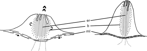 Figure 7. Gigantea maupoi sp. nov. Schematic representation of the proposed mode of action of a male accessory genital organ, before (on the left) and after muscle contraction (on the right).