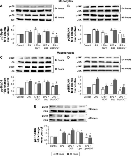 Figure 2 The effect of Lipo/GOT on MAPK phosphorylation in monocytes and macrophages.Notes: THP1 monocytes or THP1 cells differentiated to macrophages were activated with 100 ng/mL LPS for 24 (white bars) or 48 (gray bars) hours and treated with GOT or Lipo/GOT for 2 hours prior to LPS activation. p38 (A) and JNK (B) activation in monocytes, and p38 (C), JNK (D), and ERK (E) activation in macrophages were determined by Western blot. The phosphorylation of ERK in monocytes was also assessed, but showed no activation. In these experiments, cells unstimulated with LPS served as control (considered 1) and the phosphorylated proteins were correlated with total protein expression. Cells treated with Lipo in the presence of LPS (LPS + Lipo) were used as control. Every subsection of the figure shows in the upper panel a representative image of the Western blot analysis and in the lower panel the statistical results. Results given as mean ± SE (n=3). *P<0.05 (over control); **P<0.05 over LPS activation; #P<0.05 over LPS + GOT.Abbreviations: GOT, guanosine 5′-O-(2-thiodiphosphate); Lipo/GOT, GOT-encapsulated liposomes; LPS, lipopolysaccharide.