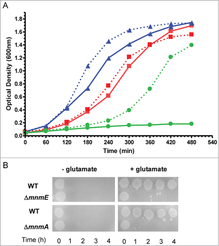 Figure 4. Phenotypic traits caused by mnmE and mnmA null mutations in E. coli. (A) Combination of mnmE and mnmA mutations confers synthetic lethality in LBT medium. The mutants were recovered in a DEV16 background through P1 procedures.Citation56 Overnight cultures were grown in YM9 buffer supplemented with 0.05% casamino acids and 0.4% glycerol; stationary-phase cultures were washed twice with YM9 and then were diluted 1:20 into LBT medium with or without 0.2% L-Arabinose. Cultures were incubated with shaking at 37 ºC. Growth was monitored by measuring the optical density at 600 nm. Mutants mnmE, mnmA and mnmA/mnmE (λaraC-PBAD::mnmE) are represented by triangles (blue lines), squares (red lines), and circles (green lines), respectively. Growth in the presence or absence of arabinose is represented by dashed and solid lines, respectively. (B) mnmE and mnmA mutations confer extreme sensitivity to acidic pH. Assays were carried out as described.Citation71 Briefly, cells were grown in LBT containing 0.4% glucose; stationary-phase cultures were diluted 1:1000 into EG pH 2 medium (minimal E medium containing 0.4% glucose) with or without 0.7 mM glutamate. Cultures were spotted on LBT plates at 0, 1, 2, 3 and 4 hours post acid challenge. Plates were incubated at 37ºC during 16 hours.