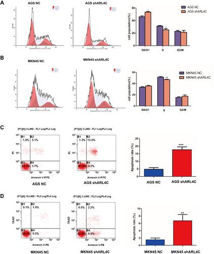 Figure 6 ARL4C knockdown promoted cell cycle arrest and apoptosis of GC cells. (A and B) FACS analysis of the effects of ARL4C knockdown on cell cycle in AGS and MKN45. (C and D) FACS analysis of the effects of ARL4C knockdown on cell apoptosis in AGS and MKN45. *P<0.05, **P<0.01, ***P<0.001.