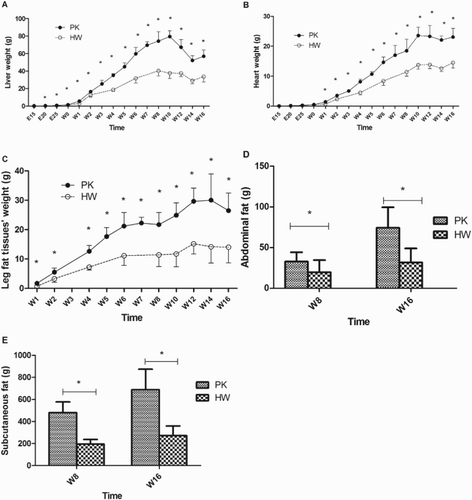 Figure 1. Comparison of organ and adipose tissue weights of the HW and PK ducks. The liver weight, heart weight and leg fat tissue weights were recorded every five days in the embryonic phase and every two weeks post hatching, n = 6. The weights of the abdominal fat tissues and the subcutaneous fat tissues were recorded and compared at week 8 and week 16, respectively, n = 30. (A) Liver weight; (B) heart weight; (C) leg fat tissue weight; (D) abdominal fat tissue weight; (E) subcutaneous fat tissue weight. *Significance level of p < .05.