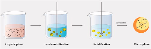 Figure 5. The preparation process of PLGA microspheres.