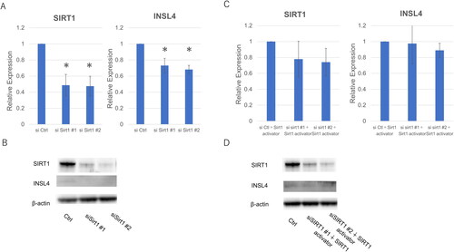 Figure 3. Downregulation of SIRT1 and INSL4 expression in SIRT1-knockdown BeWo cells. (a) mRNA and (b) protein expression levels of SIRT1 and INSL4 were analyzed using (a) RT-qPCR and (b) western blotting. SIRT1-knockdown BeWo cells treated with SIRT1 activator (c) mRNA and (d) protein expression levels of SIRT1 and INSL4 were analyzed using (c) RT-qPCR and (D) western blotting. Data are presented as the mean ± SEM. Asterisks (*) indicate statistical significance as compared with the control (p < .05). si Ctrl: transfected with control siRNA; si Ctrl #1 and #2: BeWo cells transfected with different types of SIRT1 knockdown siRNAs; INSL4: insulin-like 4.