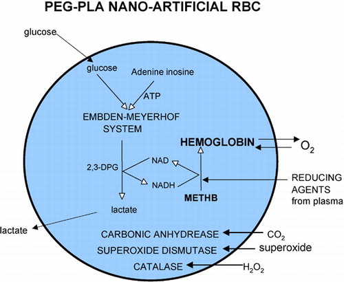 Figure 7. Nanodimension artificial red blood cells containing red blood cell enzymes including methemoglobin reductase system, carbonic anhydrase, catalase and superoxide dismutase. Methemoglobin formation can be reduced by either the more complicated methemoglobin reductase system or by plasma reducing agents diffusing into the nanocapsules.