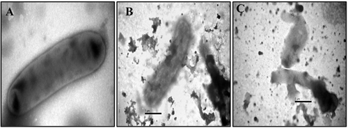 Figure 2. Transmission electron micrograph depicting the activity of Ricinus leaf extract on Klebsiella oxytoca. (A) Control Klebsiella cells; (B,C) Klebsiella cells treated with 50 mg/mL of Ricinus leaf extract