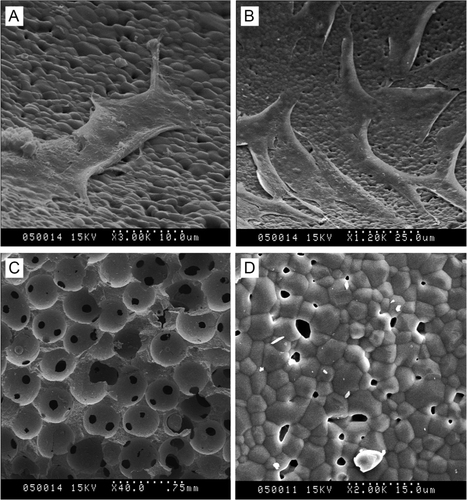 Figure 3. SEM images of cells on bioceramic scaffolds. (A) Chondrocytes on β-TCP bioceramic scaffolds. (B) Osteoblasts on β-TCP bioceramic scaffolds. (C) Section image of β-TCP bioceramic scaffolds. (D) Surface image of β-TCP bioceramic scaffolds.