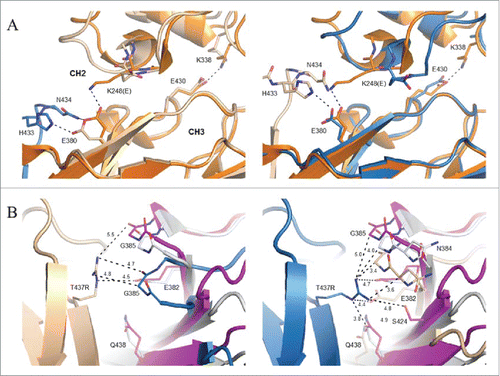 Figure 7. Local environment about K248E and T437R mutations in crystal structure of SF2IgG1_RE Fc. (A) Chain A of a prototypical wild-type IgG1 Fc (PDB 3AVE, orange, cartoon) shown for comparison aligned to the CH3 domain of chains A (left, wheat, cartoon) and B (right, blue, cartoon) from SF2IgG1_RE Fc. CH3 domain FG loop and G strand of a symmetry related SF2IgG1_RE Fc molecule shown in stick and cartoon and colored blue (left) or wheat (right). Select residues at the CH2:CH3 interface additionally shown in stick (labeled). Dashed lines indicate salt bridge or hydrogen bond interactions. CH2 and CH3 domains are labeled. (B) Inter-Fc interface about T437R (stick, labeled) in chains A (left, wheat cartoon) and B (right, blue cartoon) in crystal structure of SF2IgG1_RE Fc (wheat and blue). The equivalent interface for chains H and K from PDBid 1HZH were aligned to the CH3 domain of SF2IgG1_RE Fc chain A (left) or chain B (right), and the non-aligned interfacial CH3 domains are shown in gray and magenta cartoon. Residues within 5 Å of labeled T437R are shown in stick (labeled). Select distances given in Ångstroms.