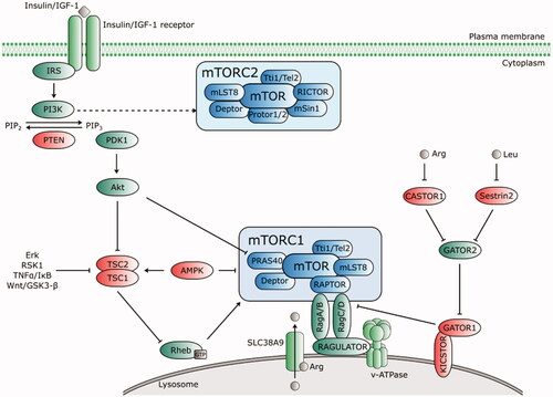 Figure 3. Upstream regulators of mTORC1 and mTORC2. Growth factors (insulin/IGF-1) bind to their receptors that phosphorylate IRS and activate PI3K. PI3K-IRS complex converts phosphatidylinositol-4,5-bisphosphate (PIP2) to phosphatidylinositol-3,4,5-trisphosphate (PIP3), which recruits phosphoinositide-dependent kinase 1 (PDK1) to activate Akt. PIP2-PIP3 conversion is counteracted by PTEN. Akt inhibits the TSC complex that acts as GTPase-activating (GAP) protein for Rheb. mTORC1 is activated by GTP-bound Rheb protein. Thus, when Akt activity is stimulated by PIP3, it phosphorylates TSC1/2 and switches off its inhibiting activity towards Rheb. Akt activates mTORC1 directly via phosphorylation of PRAS40. Amino acids induce activation of Rag proteins, which mediates translocation of mTORC1 to lysosomal surface. The intra lysosomal amino acids activate mTORC1 in an arginine-dependent manner via interaction of transporter SLC38A9 with the Rag-Ragulator-v-ATPase complex. Cytosolic amino acids engage the negative regulator GATOR1 (tethered to the lysosome by KICSTOR) and GATOR2. A direct leucine sensor Sestrin2 and arginine sensor CASTOR1 dissociate from GATOR2 in the presence of amino acids and release its inhibitory effect on GATOR1, thus positively regulate the mTORC1 pathway. AMPK negatively regulates mTORC1 either directly by Raptor phosphorylation, or via TSC1/2-Rheb axis. mTORC2 activation is PI3K-sensitive. Regulators of the mTOR pathway are depicted in green (positive) and red (negative). Dashed lines indicate indirect regulation.