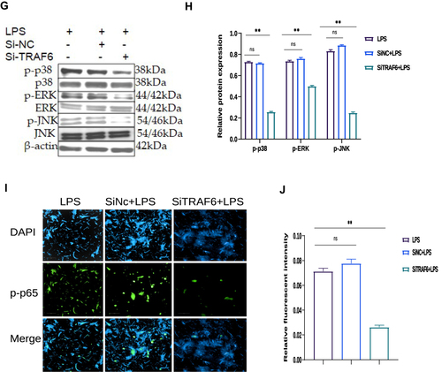 Figure 5 Knockdown of the TRAF6 gene in BEECs attenuated pro-inflammatory cytokines and gene expression through NF-ĸB/MAPK signaling pathways. (A)The Si-TRAF6 or Si-NC have been transfected into BEECs for 7 hours transfection, qRT-PCR was used to determine the mRNA expression level of TRAF6 in BEECs transfected with the Si-TRAF6 or Si-NC, respectively; β-actin was used as an endogenous control. (B) The Si-TRAF6 and Si-NC have been transfected into BEECs for 7 hours transfection, after which the stimulation with LPS (3μg/mL) for 24hours in some specific wells, qRT-PCR was used to determine the mRNA expression level of TRAF6. (C) The Si-TRAF6 and Si-NC have been transfected into BEECs for 7 hours transfection. The stimulation with LPS (3μg/mL) for 24hours in some specific wells shows the expression levels of pro-inflammatory mediators (IL‐1β, IL‐6, IL-8, and TNF‐α) were analyzed with the qRT-PCR technique. (D) The supernatant from the transfection experiment was harvested, and the ELISA technique assayed the pro-inflammatory cytokine concentration of IL‐1β, IL‐6, IL-8, and TNF‐α in the cell supernatant, respectively. (E) Cells were transfected with Si-TRAF6 or Si-NC for 7hours, and ordinary BEECs served as the control group was all later treated with 3μg/mL for 24hours, proteins were later extracted. The Western blot technique detected the expression of TRAF6, p-IĸBα, p-p65 proteins in transfected and treated BEECs (F). The gray values of TRAF6, p-pIĸBα, p-p65 in different treatment groups were measured by IPP6.0 software. (G) The protein extraction following experiment protocol in (E), The expression of p-p38, p-ERK, p-JNK proteins was detected in transfected and treated BEECs by Western blot technique (H). The gray values of p-p38, p-ERK, p-JNK proteins in different treatment groups were measured by IPP6.0 software. (I) Immunofluorescence staining detected the p65 translocation (×400, scale bar = 100μm). The nucleus emits blue fluorescence, and the green spots indicate p‐p65 fluorescence staining. (J) The IOD/area was measured by IPP 6.0 software to represent the relative fluorescence intensity of p‐p65, with DAPI’s IOD as an internal control. Data are represented by the mean ± SD of three independent experiments. **p < 0.01. (Student’s t-test).