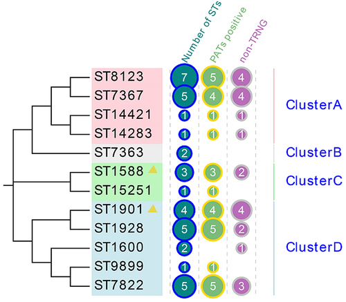 Figure 2 Phylogenetic tree constructed using MEGA7.0 for MLST STs of 37 N. gonorrhoeae isolates. Clusters A-D: according to bootstrap, different STs are divided into four clusters, A-D.
