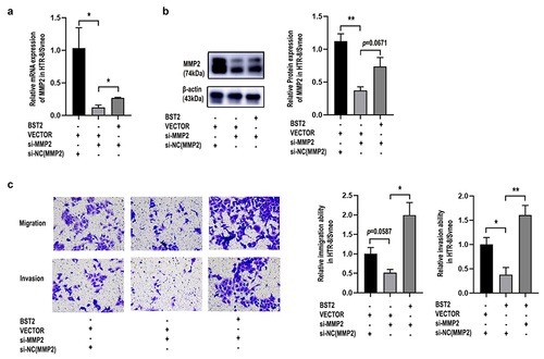 Figure 8. BST2 upregulation improved the decline in cell invasion and migration due to MMP2 downregulation in HTR-8/SVneo cells. Transfection efficiency was detected by qRT-PCR and western blotting. Relative MMP2 mRNA levels were detected by qRT-PCR in HTR-8/SVneo cells (a) transfected with BST2 overexpression plasmid (BST2), blank plasmid (VECTOR), MMP2 siRNA (si-MMP2) or control siRNA of MMP2 (si-NC(MMP2)). Western blotting was performed to detect MMP2 protein levels in HTR8/SVneo cells (b). Representative images of cell invasion/migration detected by Transwell assay and relative cell quantification of HTR-8/SVneo cells (c), original magnification, ×200. The results are presented as the mean ± SD. *p< 0.05, **p< 0.01.