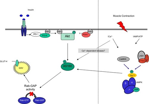 Figure 1 Insulin and contraction signaling pathways during GLUT-4 recruitment and translocation.