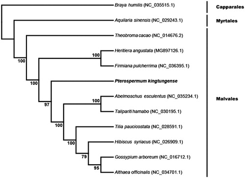 Figure 1. Phylogenetic tree based on the complete chloroplast genome sequences of Pterospermum kingtungense and other 11 species. Numbers in the nodes are the bootstrap values from 100 replicates.