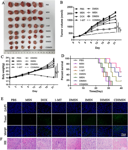 Figure 5 Antitumor efficacy of CDIMSN in vivo. (A) Image of EX tumor at the time of sacrifice after 21 days post-treatment. (B) Tumor growth curves of mice receiving different therapeutic regimens. Data are expressed as means ±SD (n=6). (C) The body weight of tumor-bearing mice treated with PBS, MSN, DOX, 1-MT, DMSN, IMSN, DIMSN and CDIMSN. Data are given as the mean±SD (n=6). (D) Survival rate of 4-T1 tumor-bearing BALB/c mice. (E) TUNEL staining of tumor tissue. Scale bar is 50 μm. (F) The histological characteristics of 4-T1 tumor tissue after treatment with phosphate-buffered saline (PBS), MSN, DOX, 1-MT, DMSN, IMSN, DIMSN and CDIMSN. **p<0.01.