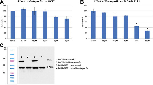 Figure 5 The effect of verteporfin single treatment. (A) MTT assay showing the effect of single treatment of MCF-7 cell lines with verteporfin for 24 hours at doses of 0.1, 0.5, 1, 5 and 10 uM (*= p-value <0.0001). (B) MTT assay showing the effect of single treatment of MDA-MB231 cell lines with verteporfin for 24 hours at doses of 0.1, 0.5, 1, 5 and 10 uM (*= p-value <0.0001). (C) Western Blotting showing the effect of VP treatment on YAP1 protein expression in both MCF-7 and MDA-MB-231 cell lines (YAP1 1;1000 mouse monoclonal antibody (Cat. # MAB8094, R&D system), B-actin 1;1000 Rabbit antibody (cell signaling), secondary antibodies: Anti-rabbit (1/1000) for B-actin, Anti-mouse for YAP1). A specific band was detected for YAP1 at approximately 70–75 kDa, band for B-actin was detected at approximately 42–45 kDa.
