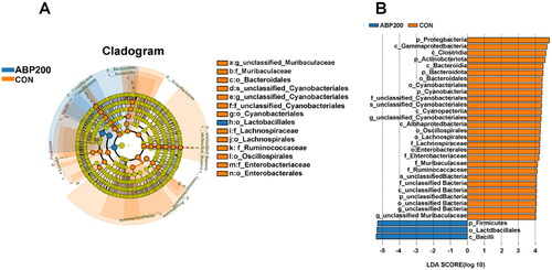 Figure 5. Taxon biomarkers in the ileal contents in 28-day-old pigeon squabs. Note: (A) Cladogram of LEfSe analysis. (B) LDA value distribution histogram. Circles from the inside to the outside in the cladogram indicate from the phylum level to the species level, and small circles within each level represent different classifications at that level. Bacteria enriched in the control group are stated in orange and the ABP200 group in blue, with yellow showing no difference in the two groups. Biomarkers with an LDA score >4.0 indicate statistical significance. Abbreviations: CON, Basal diet; ABP200, Basal diet supplemented with 200 mg/kg ABP MccJ25. (n = 4 pigeons).