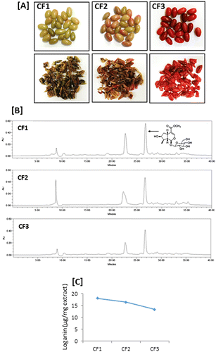 Fig. 3. Photographs of C. officinalis fruits of different maturation stages (A), HPLC chromatogram of extract (B), and loganin content in the extract (C).