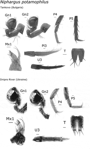 Figure 2. Niphargus potamophilus morphology (Gn1, first gnatopod; Gn2, second gnatopod; P4, fourth pereopod; P5, fifth pereopod; Mx1, first maxilla; Pl3, third pleopod; U3, third uropod; T, telson).