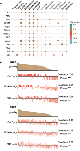 Figure 8 The expression of MND1 in single-cell sequencing and its correlation with the functional status of LUAD and breast cancer. (A) Heatmap showing the correlation between MND1 and different tumor statuses based on the CancerSEA database. (B) Correlation between MND1 expression and significant functional statuses in LUAD (up) and breast cancer (down). ***p<0.001.