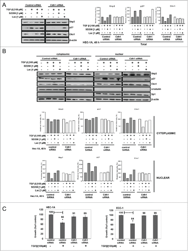 Figure 4. Cdh1 is required for TGF-β-mediated inhibition of proliferation and stabilization of nuclear p27. (A) Knocking-down Cdh1 blocks TGF-β induction of p27 and increases Skp2 and Cks1. HEC-1A cells were transiently transfected with Cdh1 siRNA or control siRNA, incubated overnight in media containing 10% FBS, synchronized, and treated with 100 pM TGF-β in the presence or absence of 1.0 µM SD208 or 1.0 µM lactacystin (Lac) for 48 h. The expression of Skp2, p27, and Cks1 in total cell lysates was quantified by immunoblotting (left panel) and densitometry (right panel). Each band was scanned and normalized to the intensity of β-actin, as a loading control, for each sample/well and values determined compared to untreated control set at 100%. The data are expressed as per cent relative intensity. The blot represents one independent experiment of n = 3. (B) Knocking-down Cdh1 blocks TGF-β induction of p27 and increases Skp2 and Cks1 in nuclear fractions. Following transfection of Cdh1 siRNA and treatments as described in (A), the cells were subjected to subcellular fractionation and protein levels of Skp2, p27, and Cks1 protein levels quantified by immunoblotting (upper panel) and densitometry, (lower panel), as described in (A). The blot represents one independent experiment of n = 3. (C) Knocking down Cdh1 blocks TGF-β-mediated inhibition of proliferation. HEC-1A and ECC-1 cells were transfected with Cdh1 siRNA or control siRNA and treated or untreated with 100 pM TGF-β for 48 h, as described in (A); cell proliferation was assessed by the MTS assay. Inhibition of proliferation (growth) is expressed as per cent of untreated control set at 100%. The data are expressed as mean ± SEM from 3 independent experiments of quadruplicate samples, p ≤ *0.05.