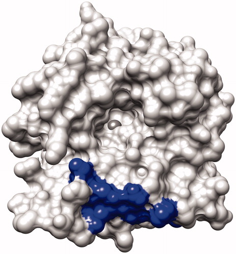 Figure 1. The surface of the human CA XII (PDB ID: 1JD0) without the ligand showing the binding site with zinc ion in the middle (dark sphere). The location of the peptide selected for the immunization experiments is shown as a dark area at the bottom.